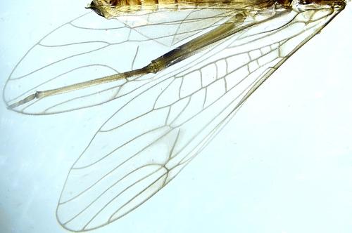 Nemoura cinerea
